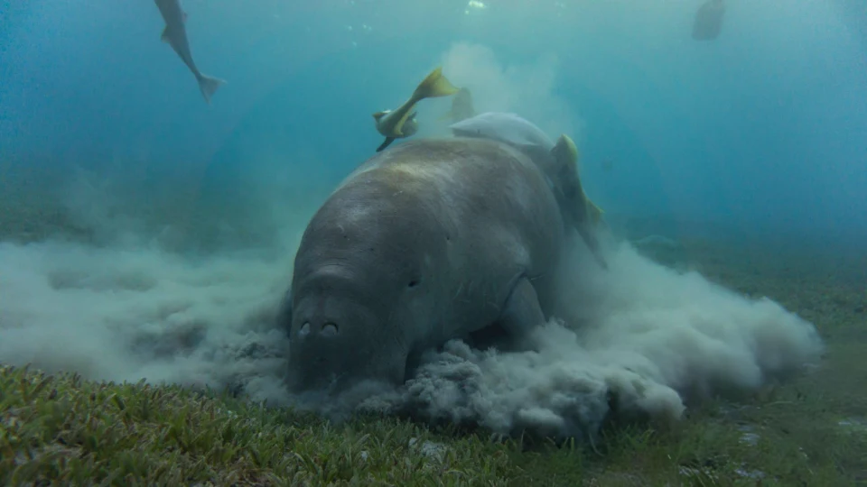 A dugong feeding on seagrass