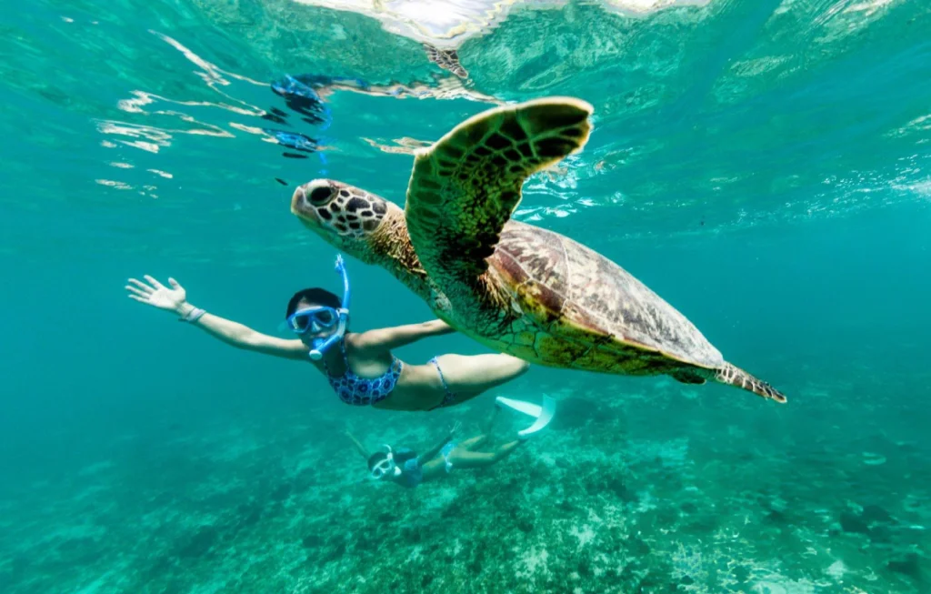 Hawksbill sea turtle swimming over a coral reef