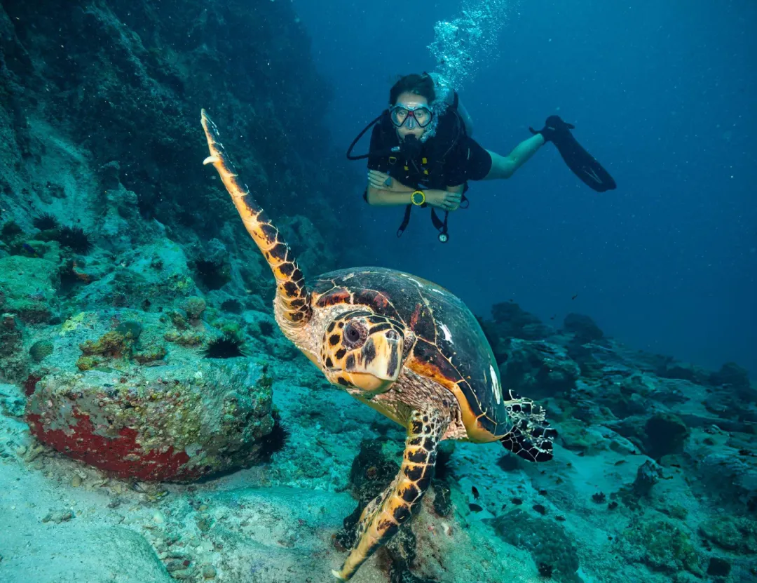 Scuba diver exploring a coral reef in Marsa Mubarak