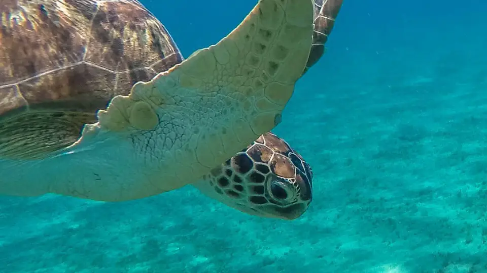 Sea turtle swimming over a reef