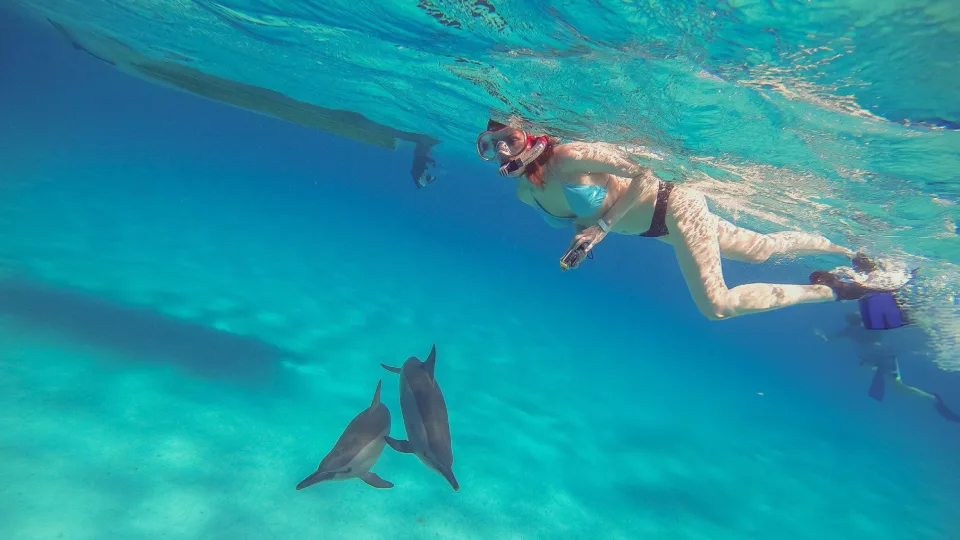 Pod of spinner dolphins swimming in clear blue water