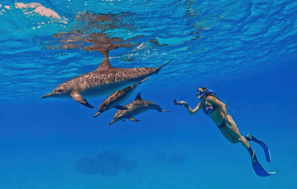 Pod of spinner dolphins swimming in clear blue water